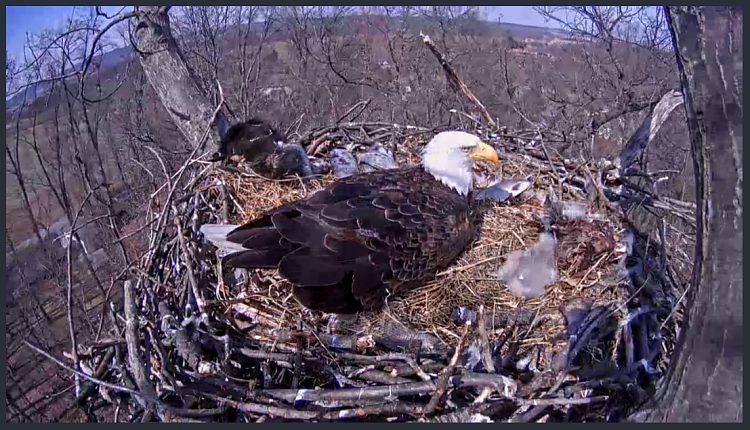 Live Bald Eagle Nest Cam-e44.png