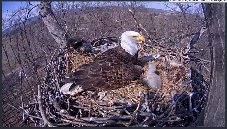 Live Bald Eagle Nest Cam-e45.png