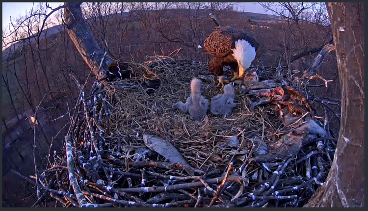 Live Bald Eagle Nest Cam-e46.png