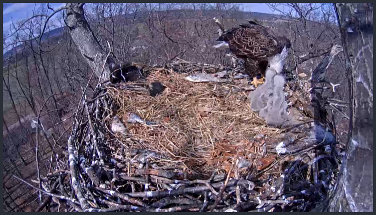 Live Bald Eagle Nest Cam-e47.png