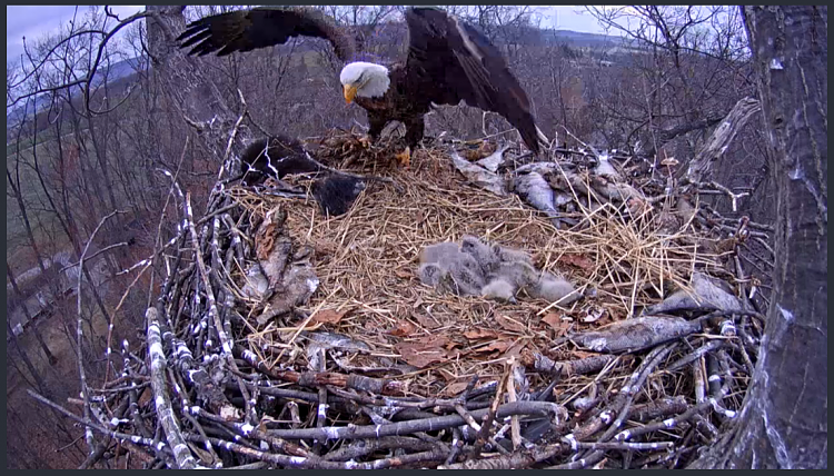 Live Bald Eagle Nest Cam-e48.png