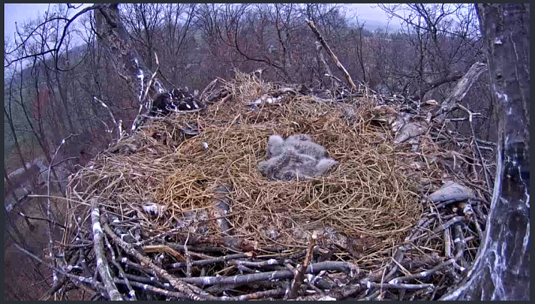 Live Bald Eagle Nest Cam-e49.png