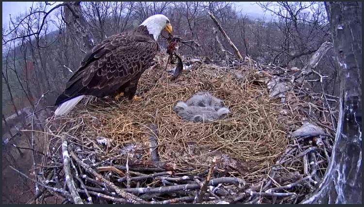 Live Bald Eagle Nest Cam-e50.png