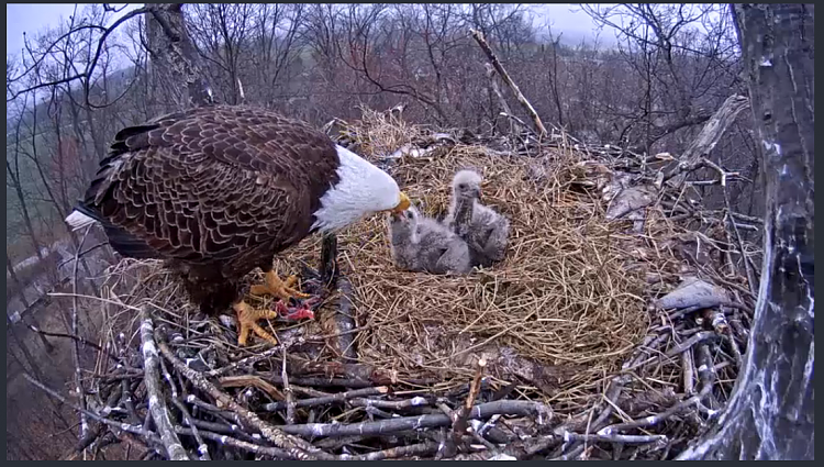 Live Bald Eagle Nest Cam-e51.png