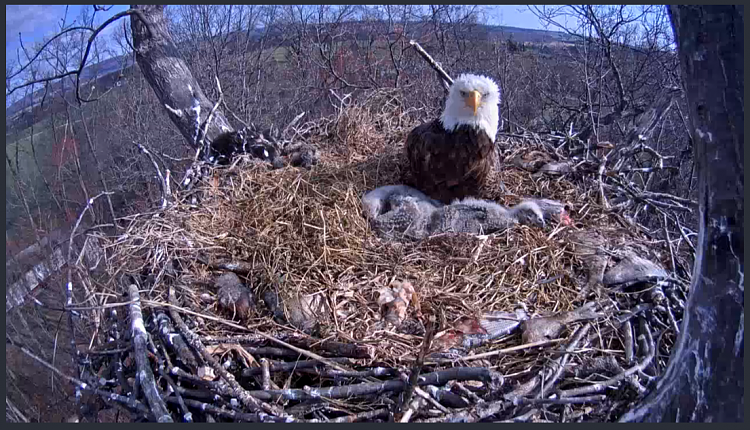Live Bald Eagle Nest Cam-e52.png