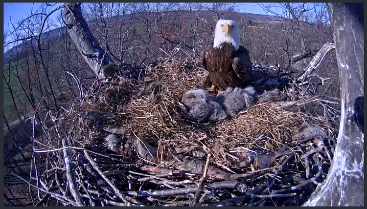 Live Bald Eagle Nest Cam-e53.png