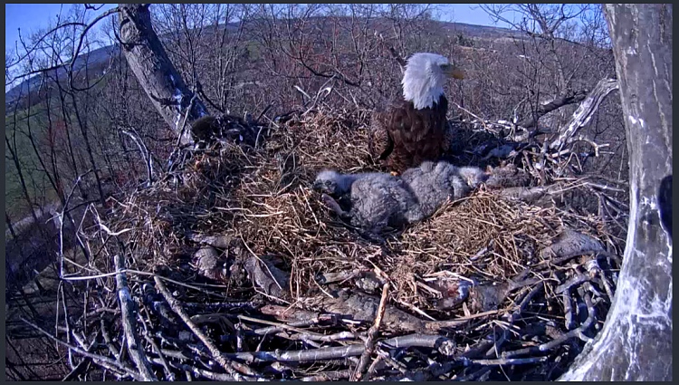Live Bald Eagle Nest Cam-e54.png