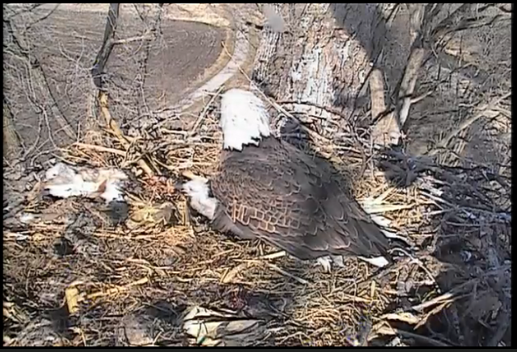 Live Bald Eagle Nest Cam-de1.png