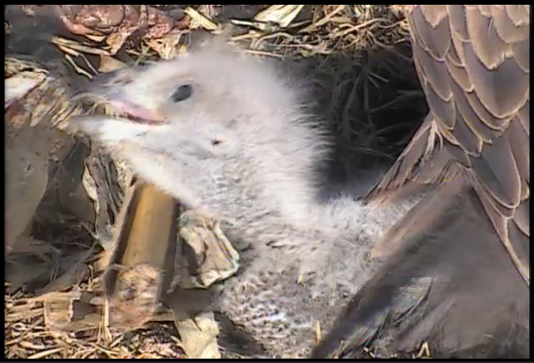 Live Bald Eagle Nest Cam-de2.png