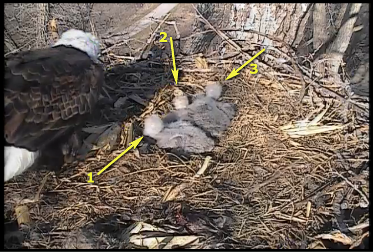 Live Bald Eagle Nest Cam-de4.png