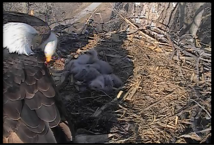 Live Bald Eagle Nest Cam-de5.png