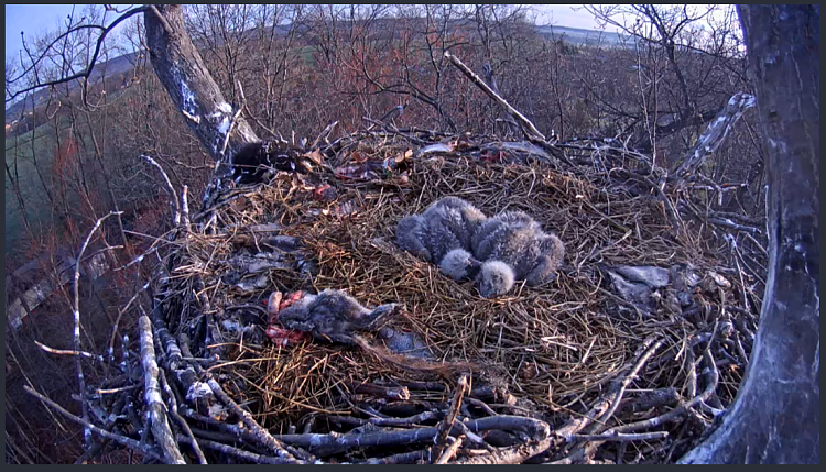 Live Bald Eagle Nest Cam-e56.png