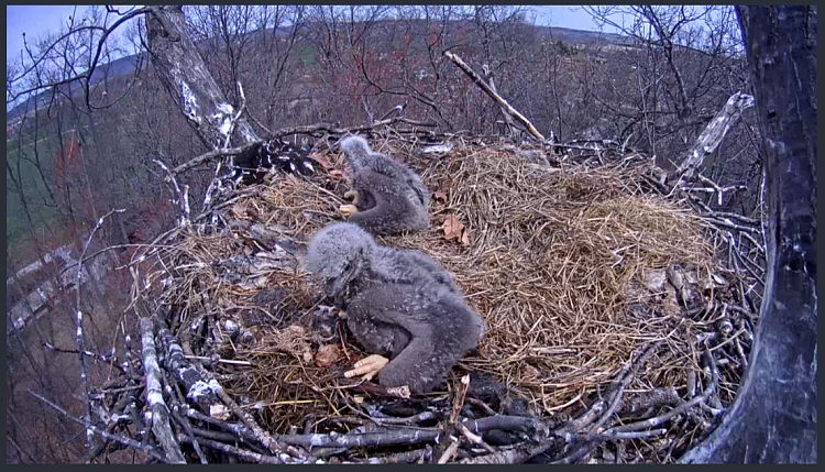 Live Bald Eagle Nest Cam-e58.png