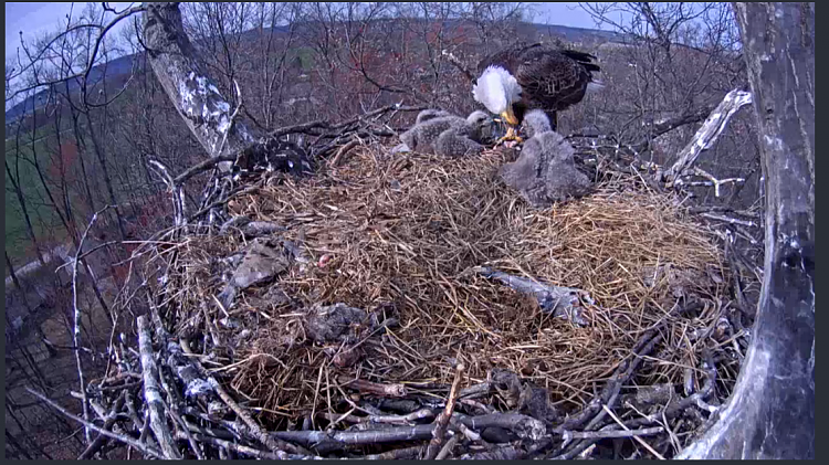 Live Bald Eagle Nest Cam-e59.png