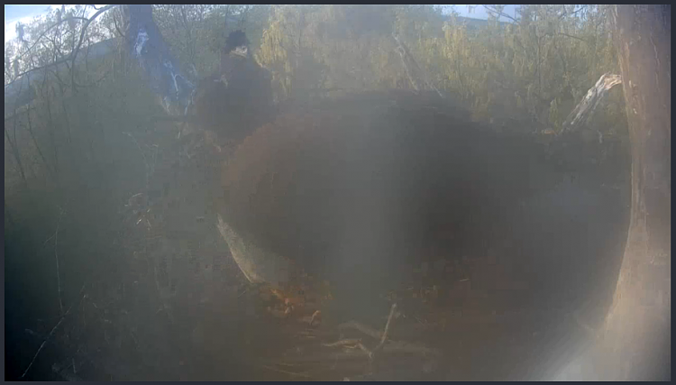 Live Bald Eagle Nest Cam-e60.png