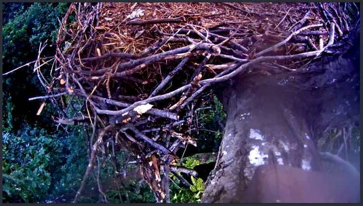 Live Bald Eagle Nest Cam-he.jpg