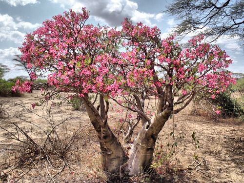 Keep One Change One [22]-desert_rose_mago_national_park.jpg