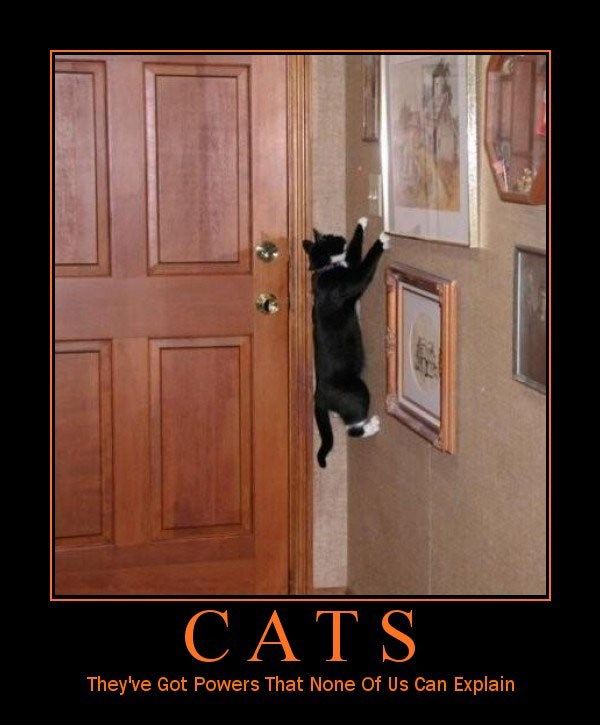 Motivation of the humourous-cats697.jpg