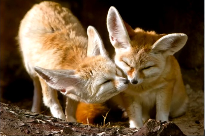 What's your background on your desktop?-cute-fox-background.jpg