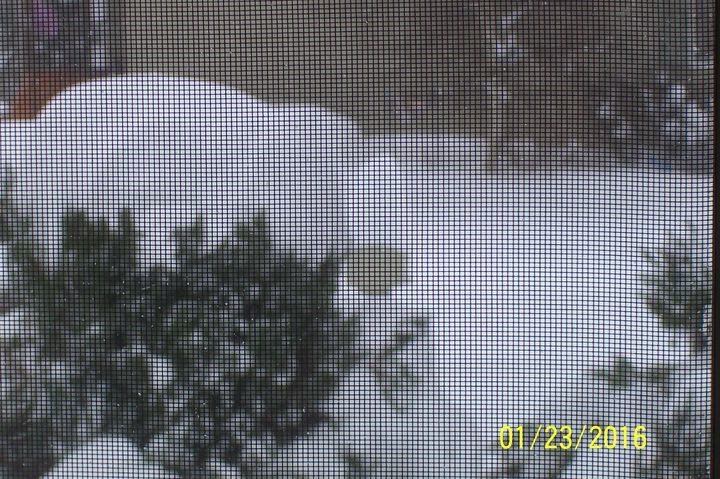 Snowmageddon: Jan 23rd 2016, PA - DE - VA - MD - NJ - NY - MA - CT- RI-100_3386-copy.jpg