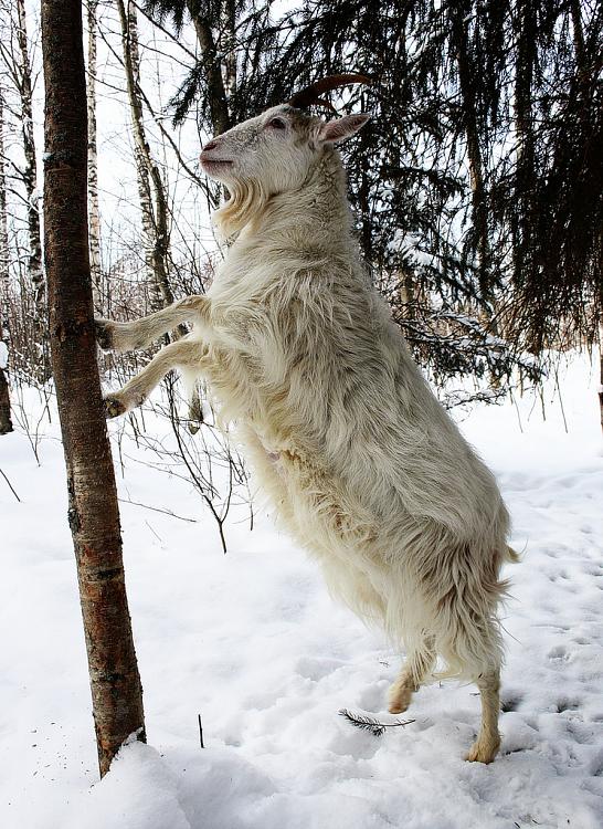 Today [15]-finnish_landrace_goat_in_winter.jpg