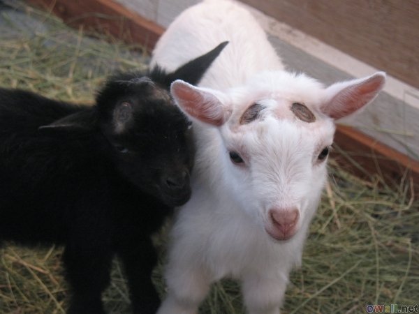 Today [15]-sweet-goats.jpg