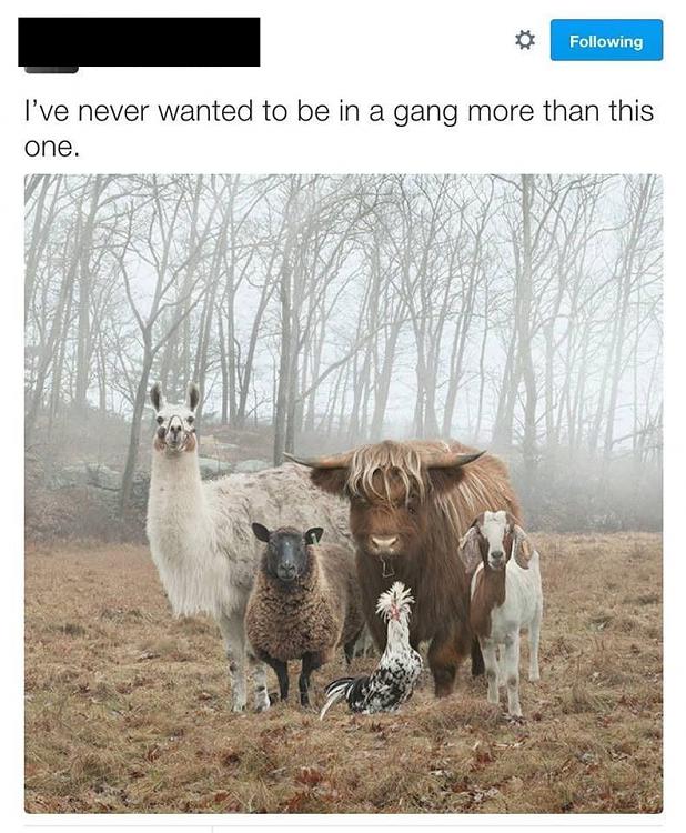 Funny and Geeky Cool Pics [4]-never-wanted-gang-more-then-one.jpg