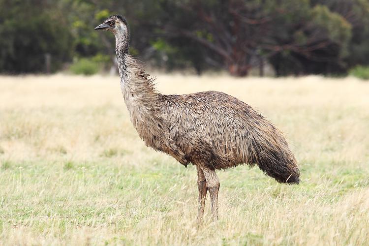 Post a picture of you-emu-wild.jpg