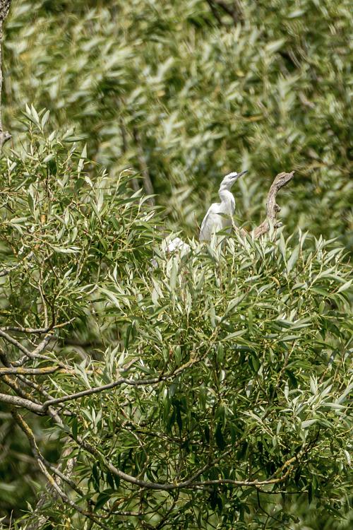 Went For A Walk Today And Found??-2019-06-17.12-18-47.jpg