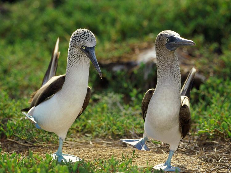 A thousand posts...-blue-footed-boobies.jpg