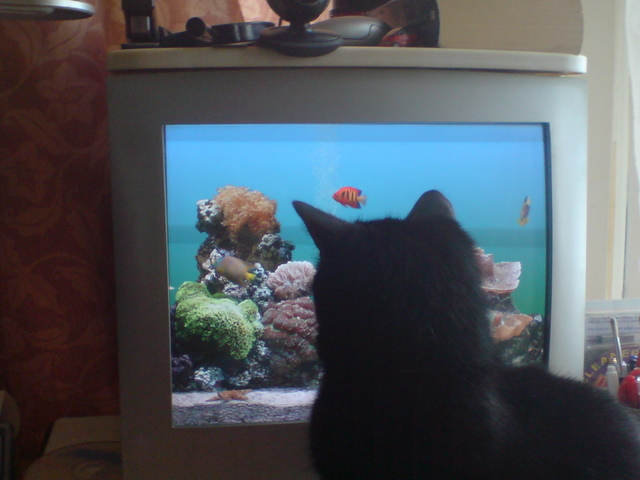 the wallpapper with a fish called Melvin-dsc00054.jpg