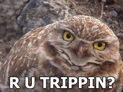 Quote of the Day-owl-trippin.jpg