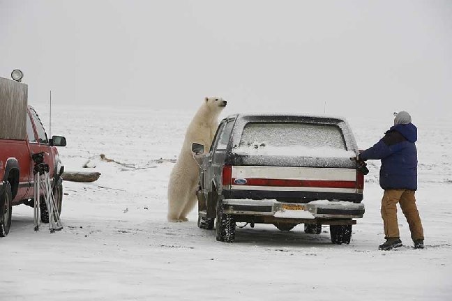 Big Winter Storm!-bear_spectator.jpg