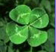Top of the Morning to you-4-leaf-clover.png
