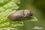 Man, XP just sucks away your productivity.-thumb-dusky-wireworm-1908.jpg