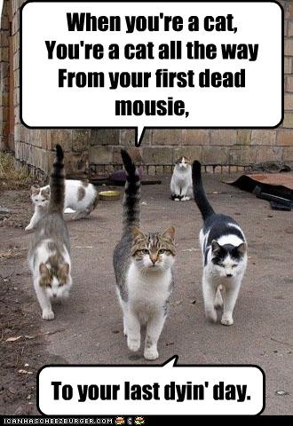 Today [2]-funny-pictures-cats-musical.jpg