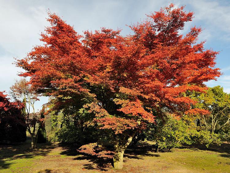 And if ACER Brand was just a tree !?!-acer-palmatum.jpg