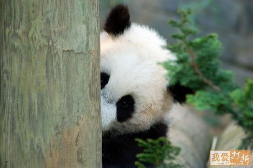 Today [3]-panda2.jpg