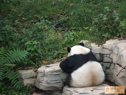 Panda-monium!-doc.jpg