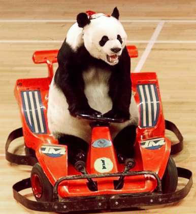 Panda-monium!-funny-pictures-panda-racer.jpg