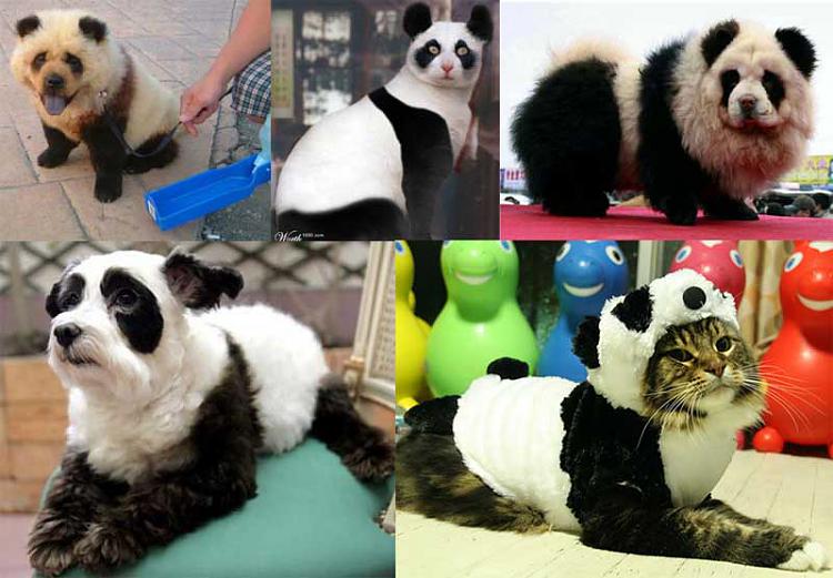 Panda-monium!-animals-look-like-pandas.jpg