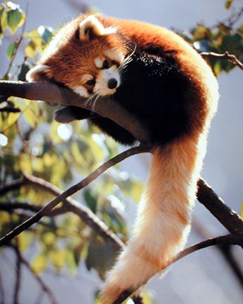 Panda-monium!-redpanda112304.jpg