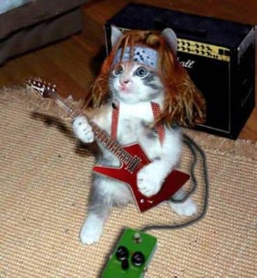 Panda-monium!-jimmy-hendrix-guitar-cat-funny-photos.jpg