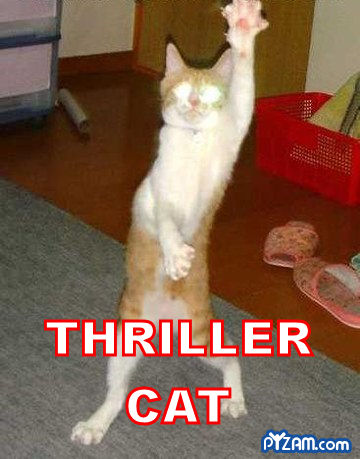 Panda-monium!-thrillercat.jpg