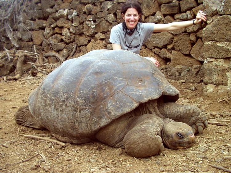 Panda-monium!-tortoise-lori-big.jpg