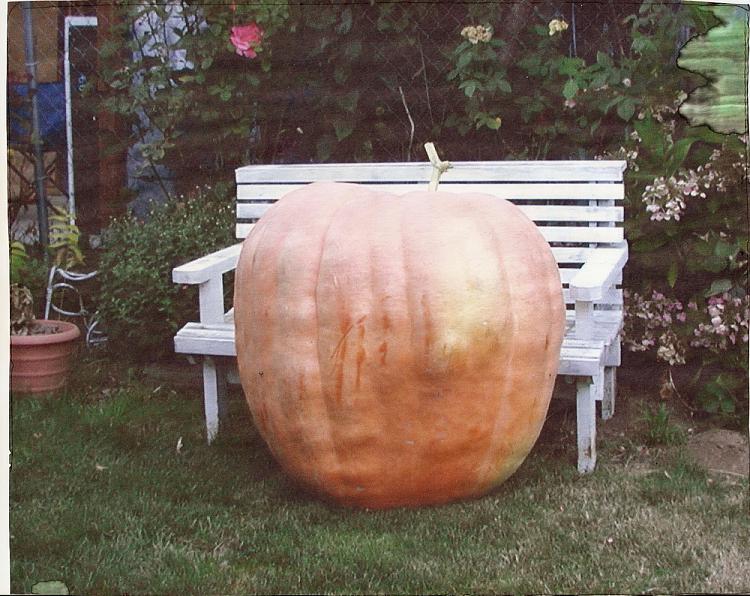 I smell a leak!!!-2007-pumpkin.jpg