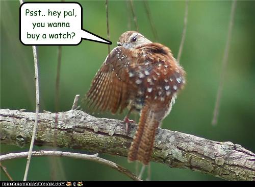 Jokes Thread-funny-pictures-bird-offers-you-watch.jpg