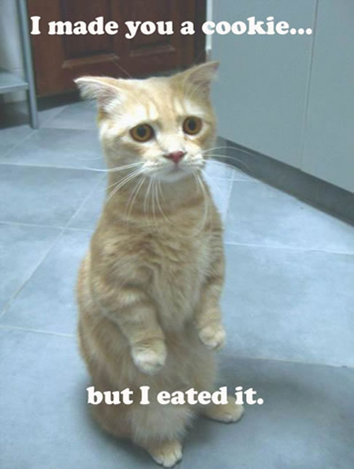 Exactly 9,000 posts in News forum-sad-cat-made-cookie-but-eated-.jpg