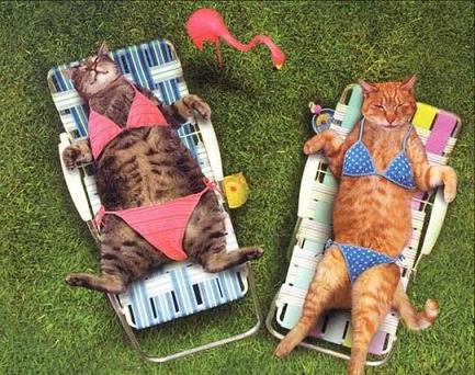 Cool Toy-cats-bikinis-basking.jpg