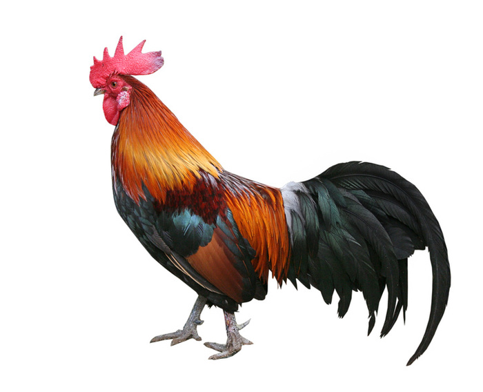 Word Association - 2-rooster.jpg